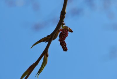 Populus androscoggin - topol Androscogův - listový pupen a poupě